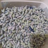پاچ باقلی محلی پوست اول کنده 300