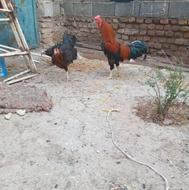 فروش مرغ و خروس خانگی