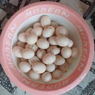 فروش تخم اردک خارجی نطفه دار نیمچه غاز ونیمچه اردک خارجی