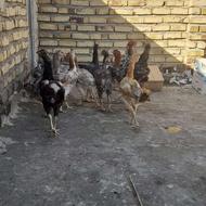 لاری مرغ و خروس