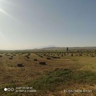 یونجه خالص 400 بسته