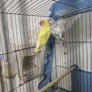 طوطی کوتوله برزیلی