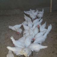 مرغ تخم گذار جوان 6ماهه