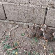 جوجه سیساک یا جوجه مرغشاخدار 17 روزه پنج تا
