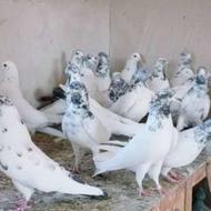 کبوتر پرش سنگین