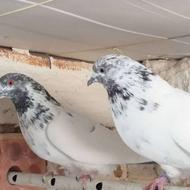 کبوتر آس و پرشی