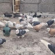 پرنده پرشی پرش بالا7 ساعت