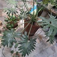 گل برگ انجیری بزرگ