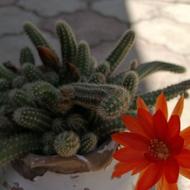 گل کاکتوس پر از غنچه وگلدهی عالی