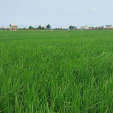فروش زمین کشاورزی 6000 متر در عربخیل بهنمیر