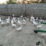 غاز دورگه و نیمچه