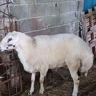 گوسفند نر قوچ تخمی برای گله