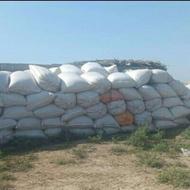 کاه عدس مرغوب