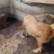گوسفند گوشتی و2تا بره نر