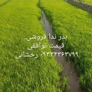 بذر ندا توافقی