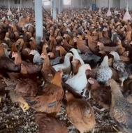 فروش نیمچه مرغ اصلاح تولید گلپایگانی