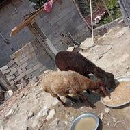 گوسفند وره مار
