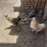 دو عدد خروس جوان