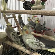 عروس هلندی