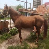 اسب نریان کرد درهشوری اصیل