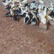 جوجه اردک اسرائیلی