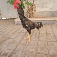 خروس لاری 8 ماه خوش روخ