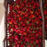 توت فرنگی گلخانه ای