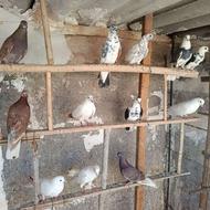 فروش کفتر جفتی 250