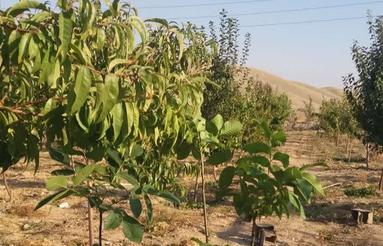 باغچه 1430 متر دور فنس در آبسرد دماوند