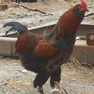مرغ و خروس جوجه