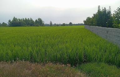 فروشزمیننوشیروانکلا