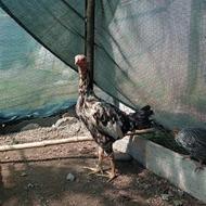 مرغ و خروس لاری اصیل