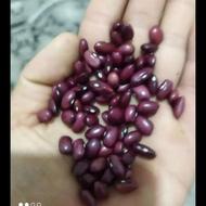 لوبیا قرمز.