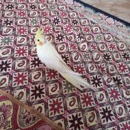 طوطی عروس 3 ماهه