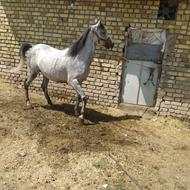 مادیان هفت ساله پرخون جفت زن