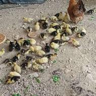 اردک اسرائیلی