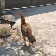 خروس لاری ابرش