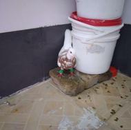 دو عدد کفتر نر