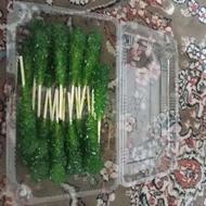 نبات محرمی ترند سال