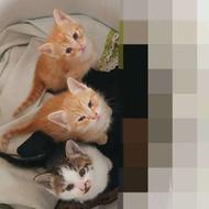 سه تا بچه گربه جهت واگذاری