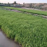 شالی فجر 90 روزه ,