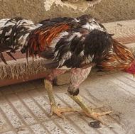 خروس لاری اصیل