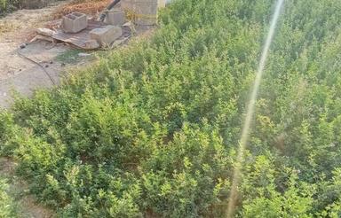 1600 متر زمین کشاورزی مسکونی