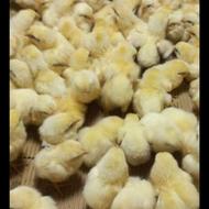 فروش جوجه گوشتی راس