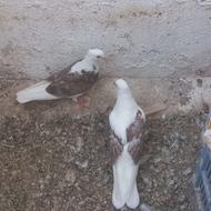 جوجه کفتر تازه دون خور همه باهم دانه 200