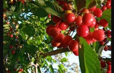 3 عدد باغ ویلای زیبا و سرسبز واقع در خلجستان قم نایه