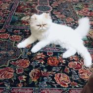 واگذاری گربه