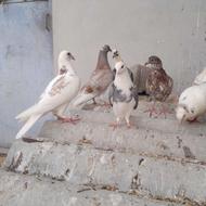 کبوتر نر و ماده