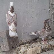 جفت کبوتر جوان