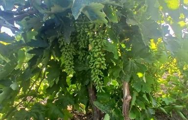 باغ انگوری الان مثمر